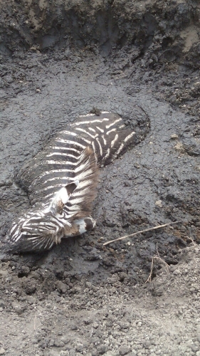 Zebra in muddy hole