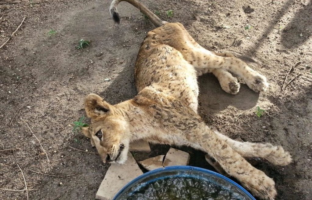 Kali the lion cub unconscious after being pulled from under a buffalo carcass