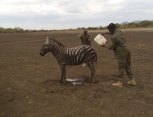 Cheetah, baby Zebra Rescued