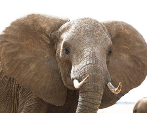 Poacher jailed for owning jumbo carcass, ivory