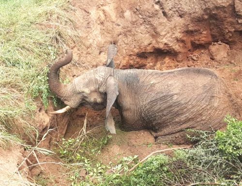 A guide on how to get an elephant out of a mud pit